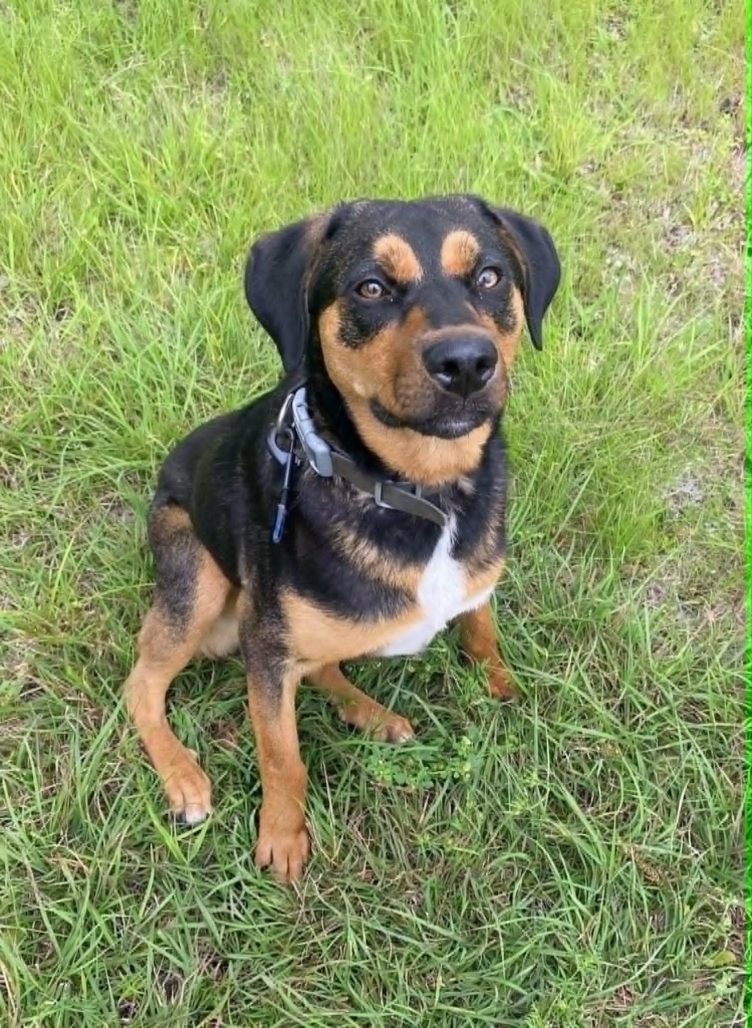 Enlarge Walker, a Adoptable mixed breed in Montague, TX image 1/5