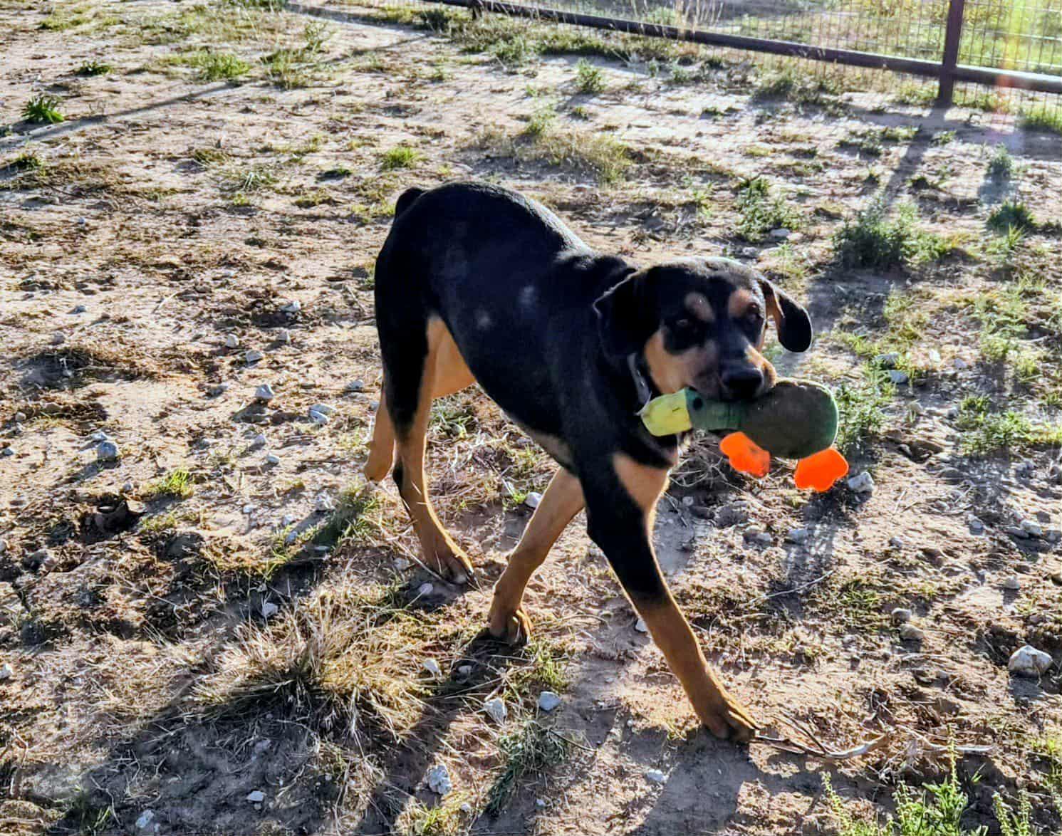 Enlarge Walker, a Adoptable mixed breed in Bowie, TX image 4/5