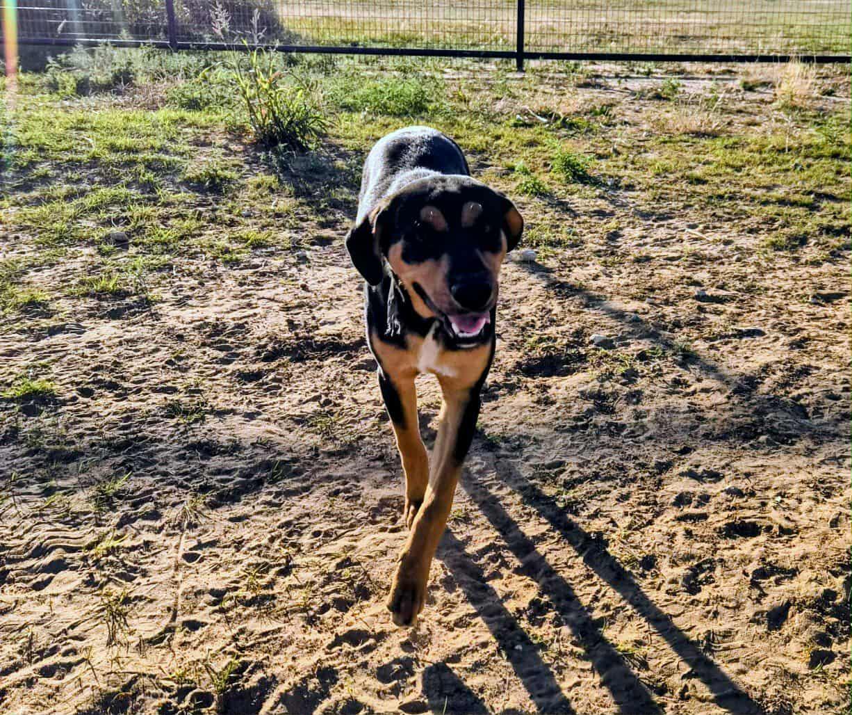 Enlarge Walker, a Adoptable mixed breed in Bowie, TX image 5/5