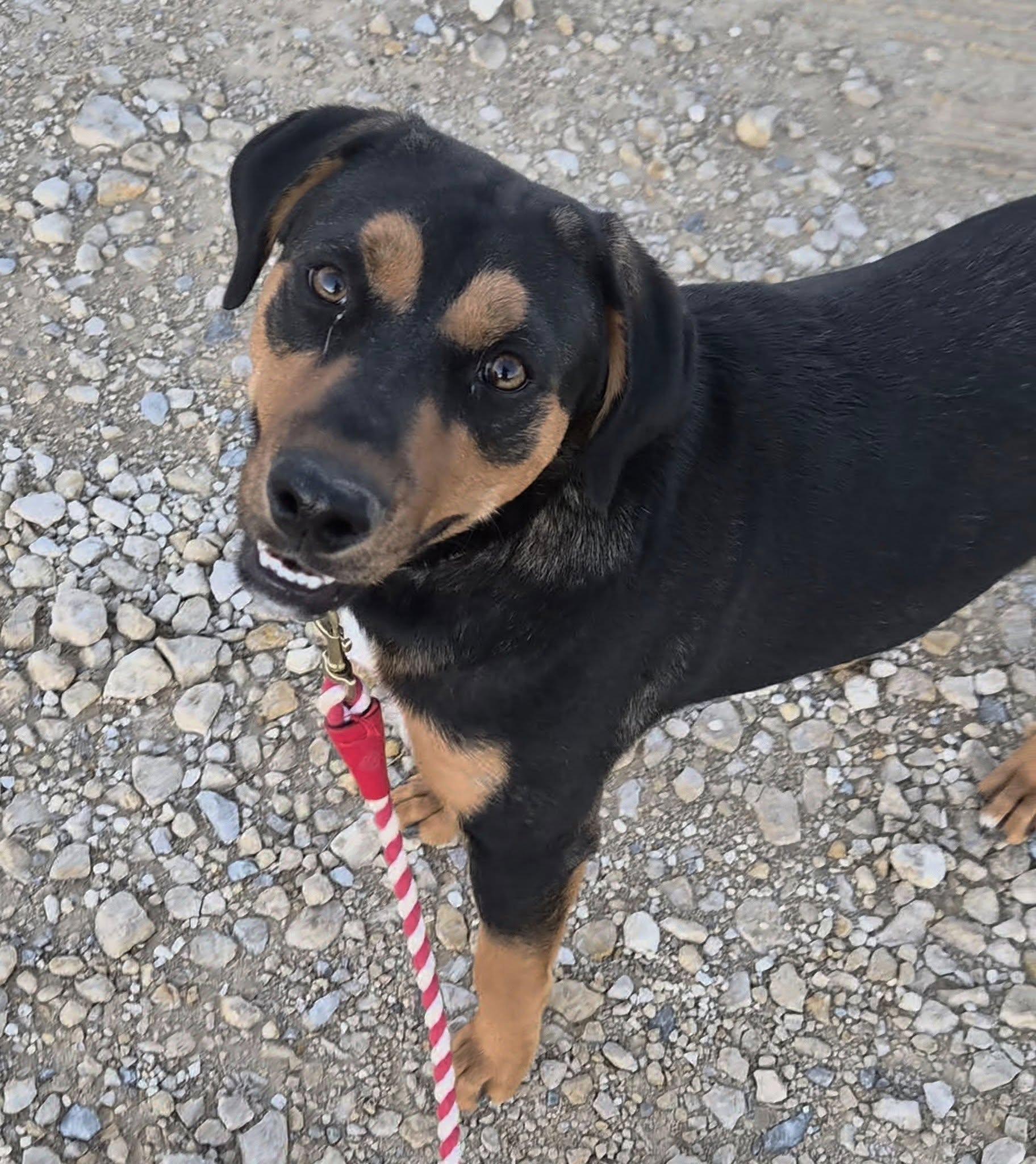 Enlarge Walker, a Adoptable mixed breed in Bowie, TX image 2/5