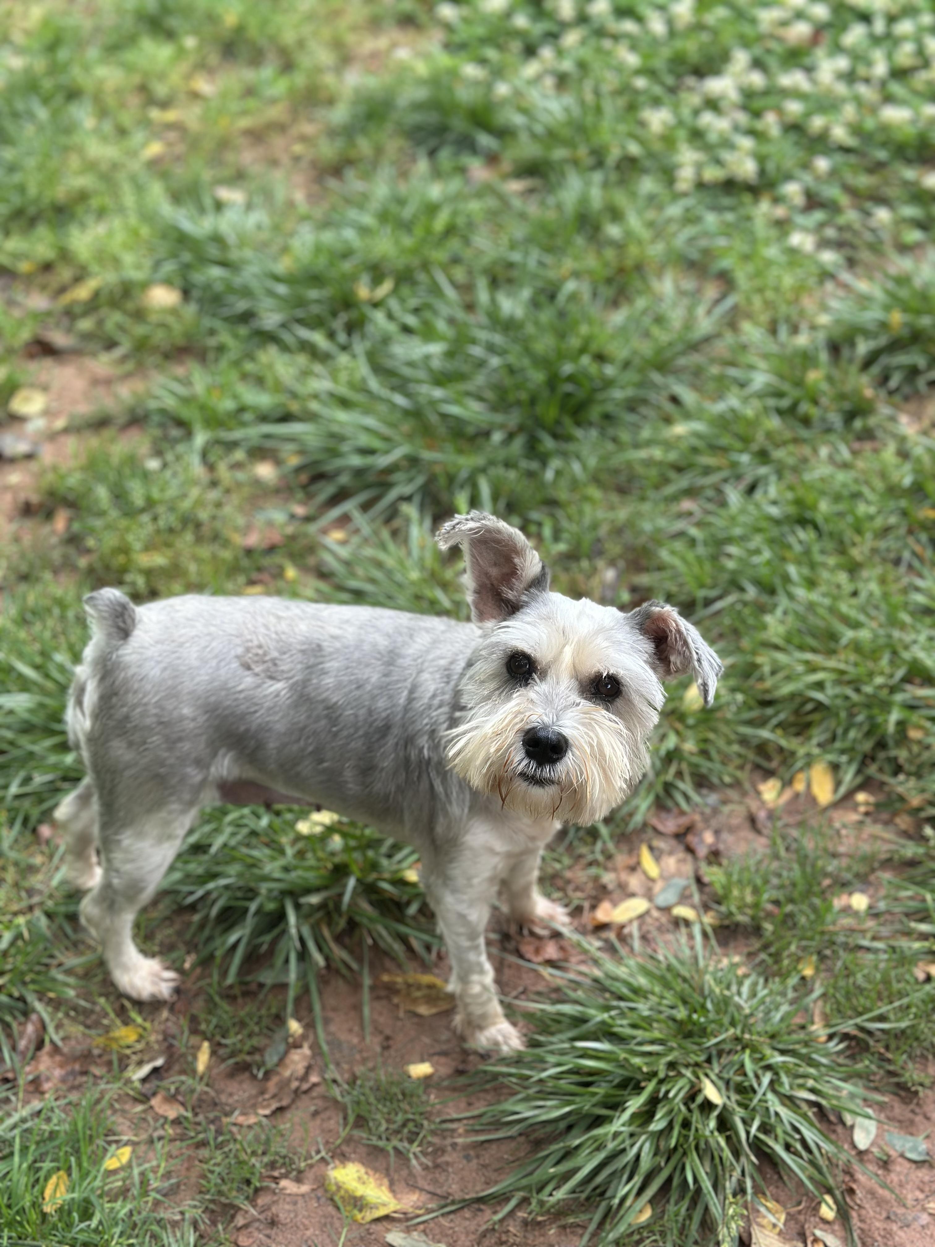 Enlarge Doris Day, a Adopted Miniature Schnauzer in Atlanta, GA image 2/2