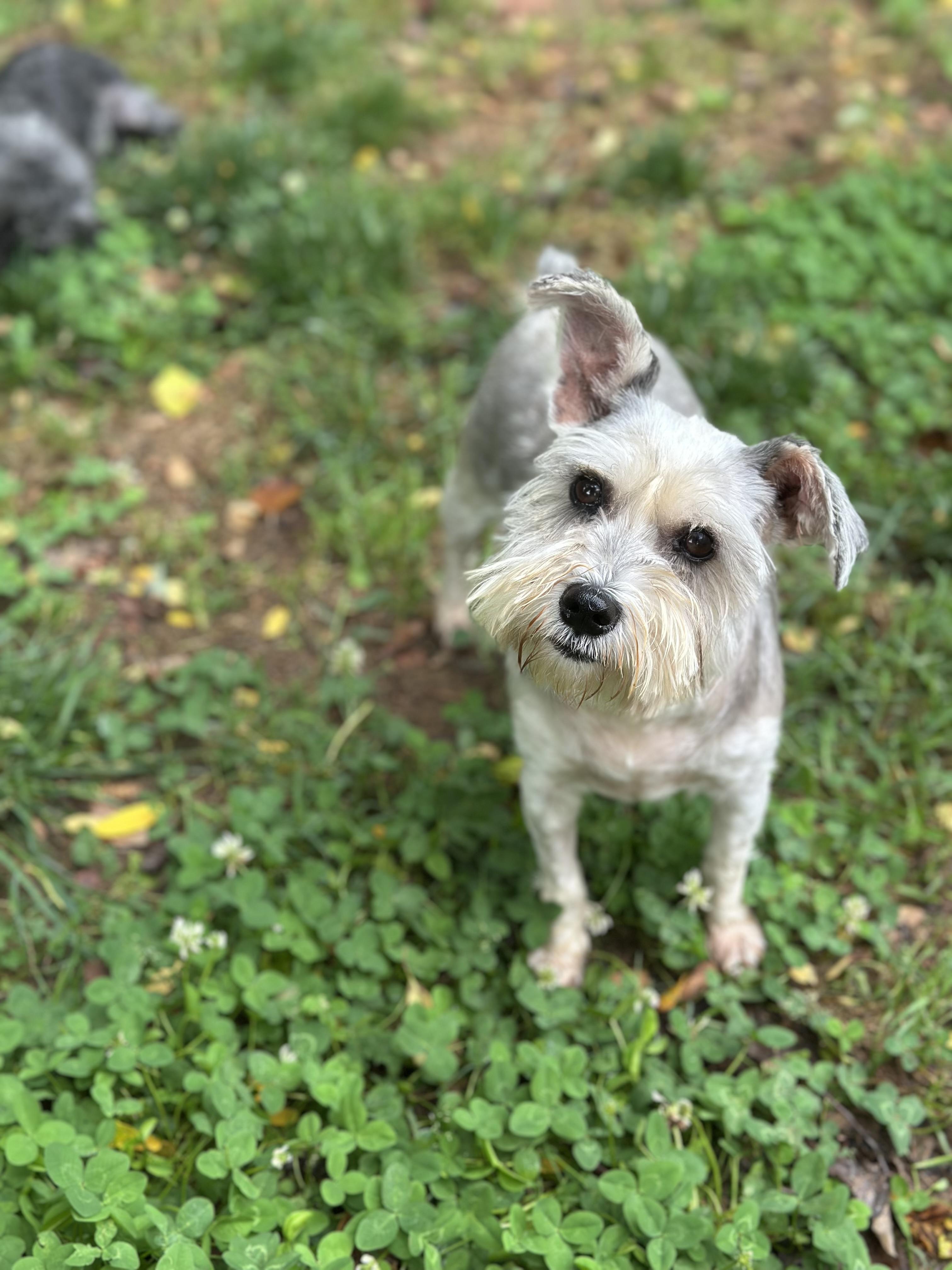 Doris Day, Adopted, Adult Female Miniature Schnauzer.