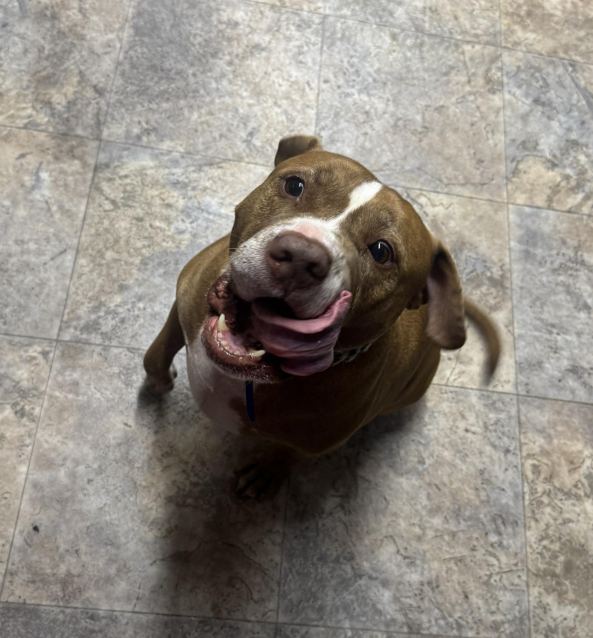 Enlarge Chonk, a Adopted Pit Bull Terrier in Tillamook, OR image 1/1