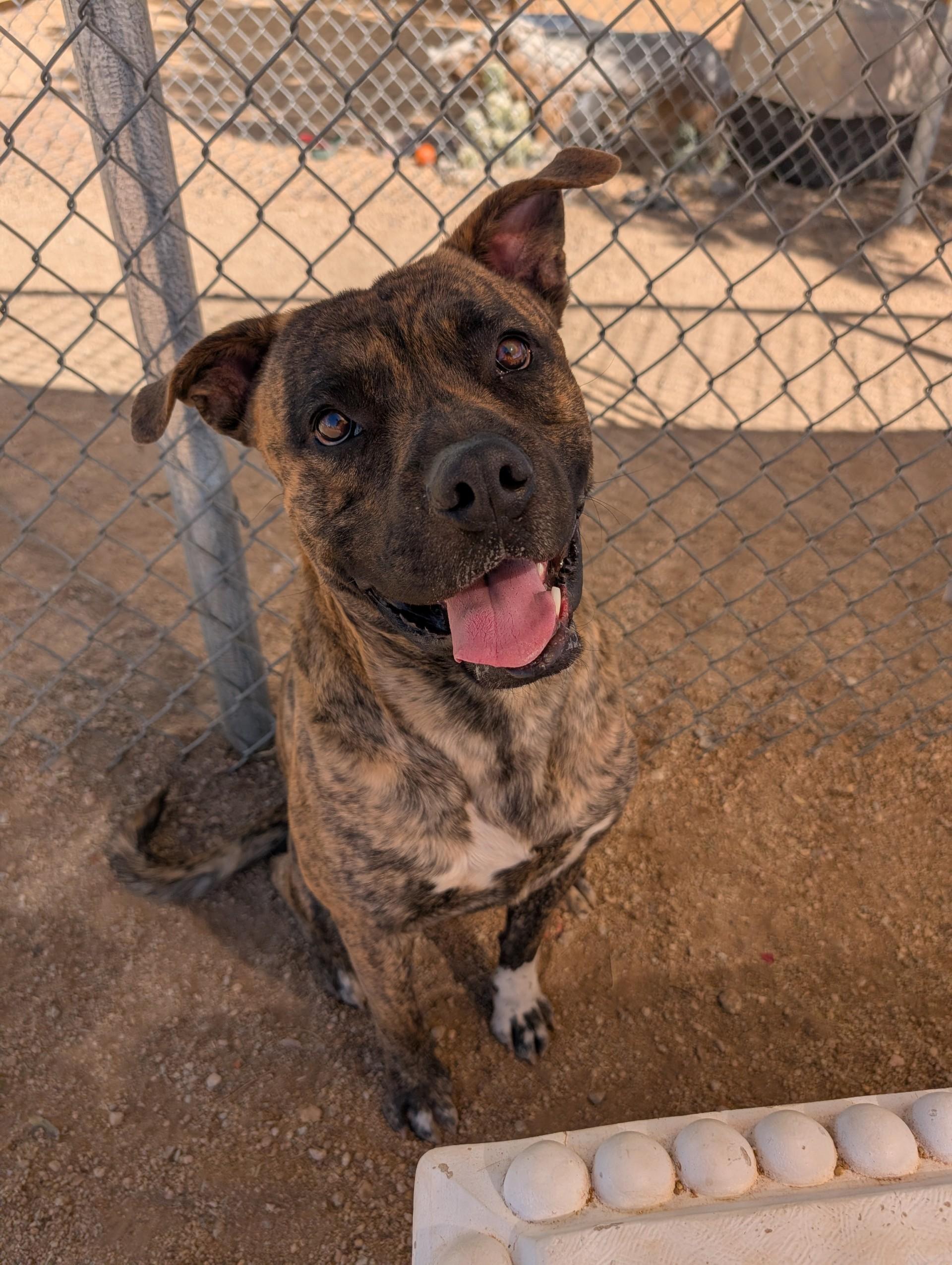 Enlarge Magnum, a Adoptable mixed breed in Sierra Vista, AZ image 1/1