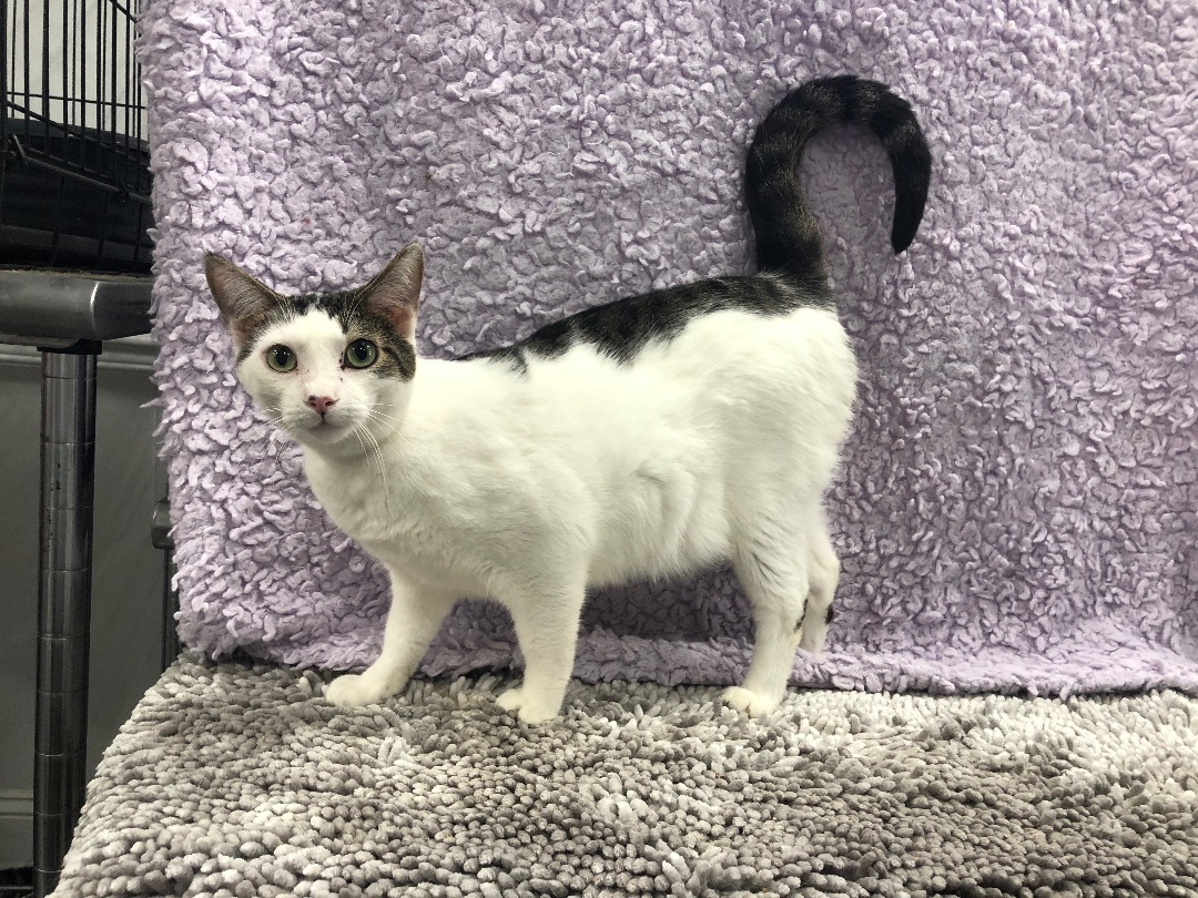 Enlarge Phoenix , a Adoptable Domestic Short Hair in Jesup, GA image 1/1