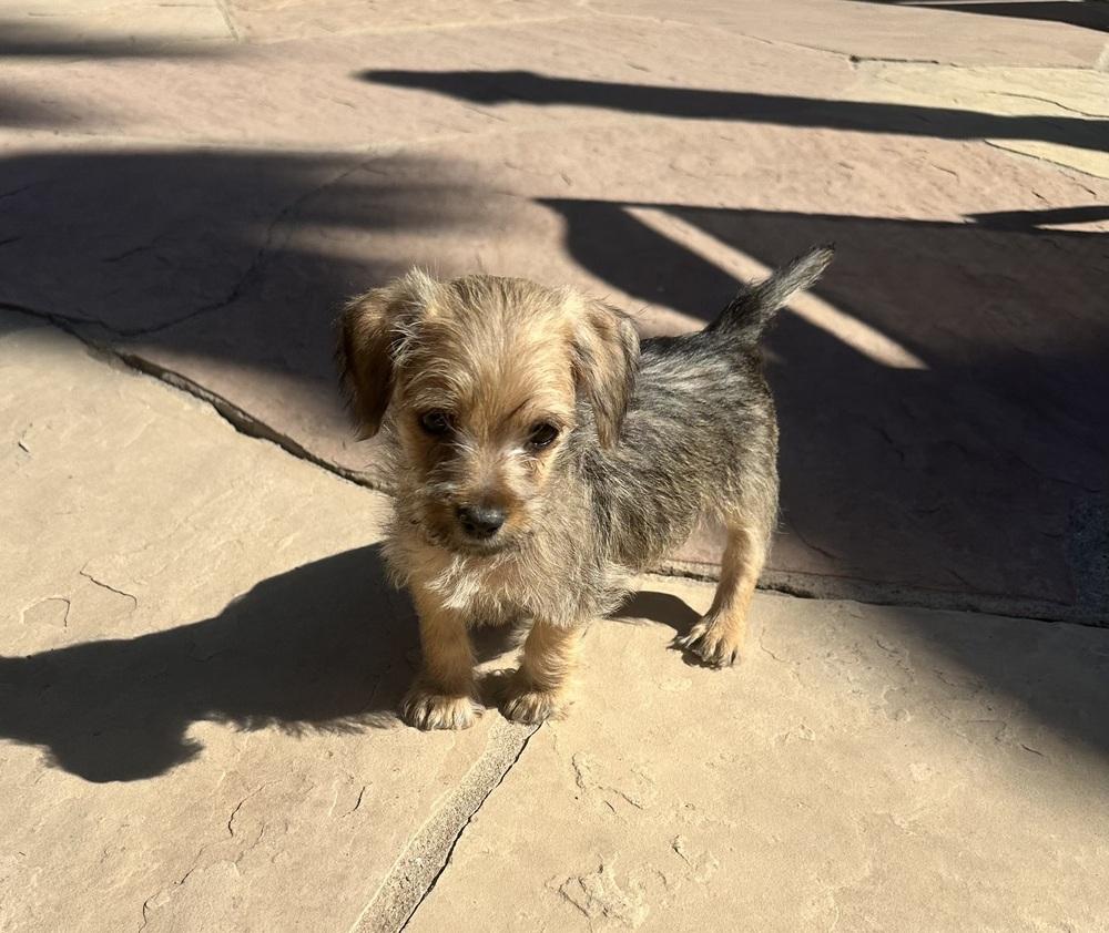 Enlarge Alfred, a ADOPTABLE Schnauzer in TUCSON, AZ image 3/3