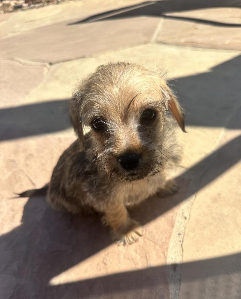 Alfred, ADOPTABLE, Puppy Female Schnauzer.