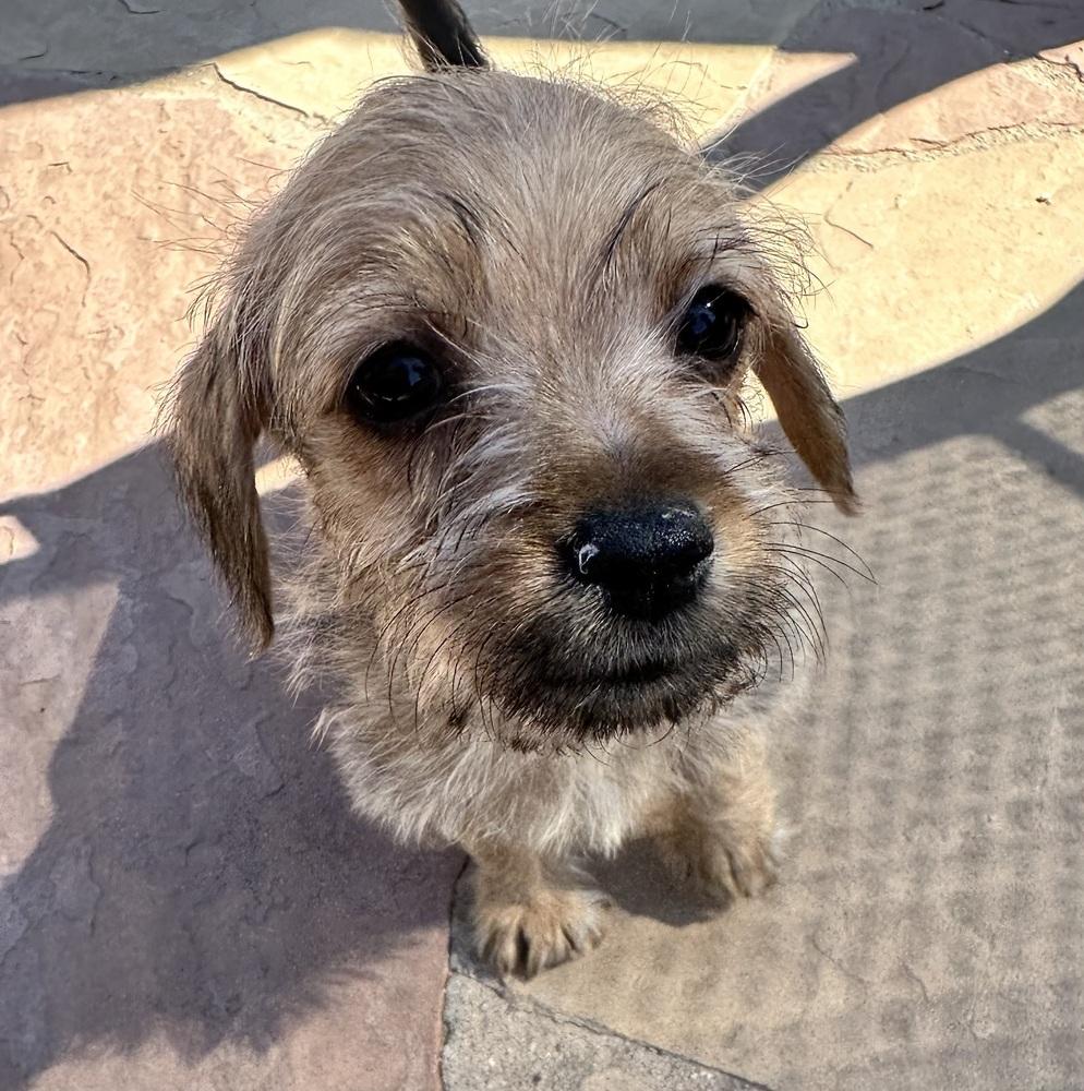 Enlarge Alfred, a ADOPTABLE Schnauzer in TUCSON, AZ image 2/3