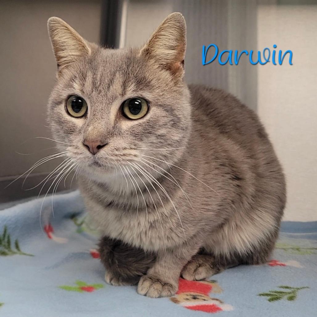 Enlarge Darwin, a Adoptable Domestic Short Hair in Parkersburg, WV image 1/5
