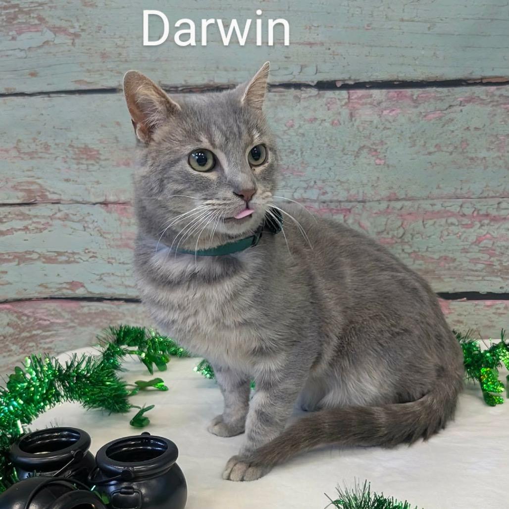 Enlarge Darwin, a Adoptable Domestic Short Hair in Parkersburg, WV image 2/5