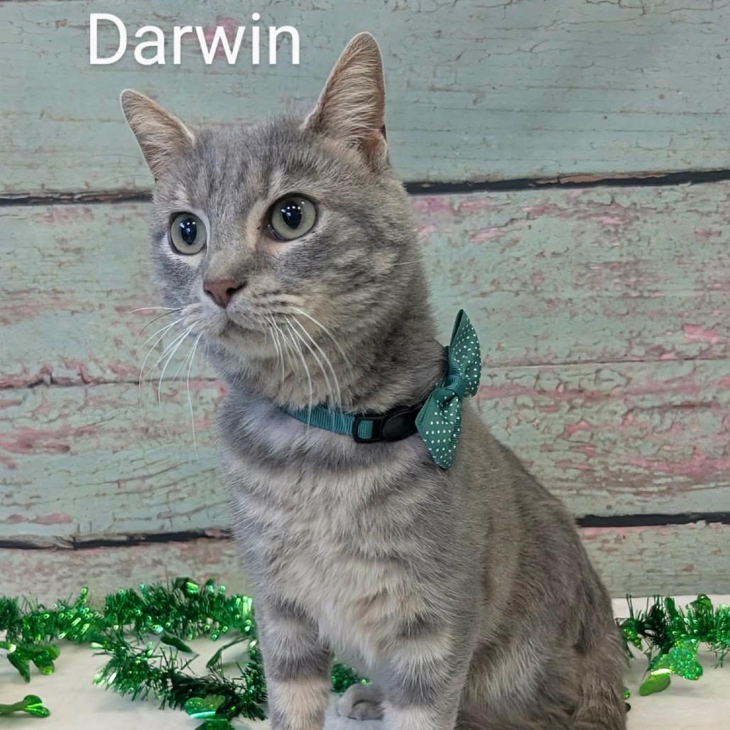 Enlarge Darwin, a Adoptable Domestic Short Hair in Parkersburg, WV image 3/5