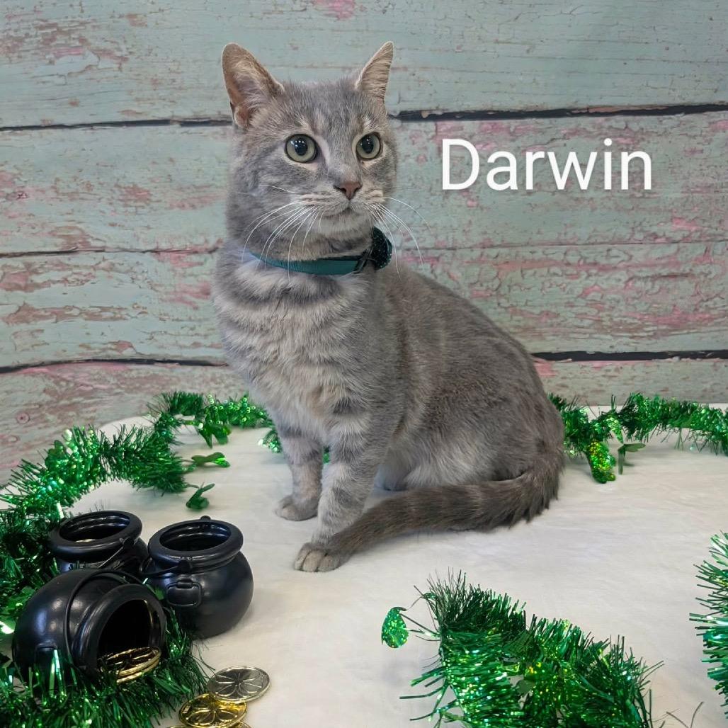 Enlarge Darwin, a Adoptable Domestic Short Hair in Parkersburg, WV image 4/5