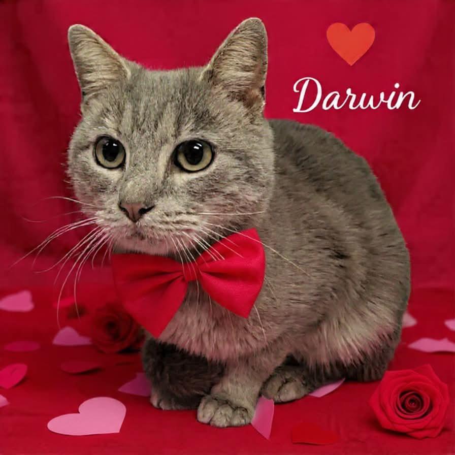 Enlarge Darwin, a Adoptable Domestic Short Hair in Parkersburg, WV image 5/5