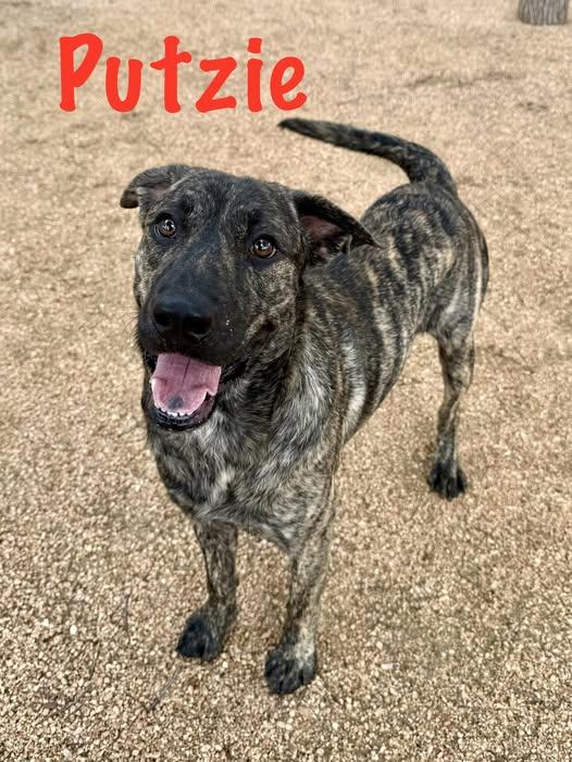 Enlarge Putzie, a ADOPTABLE mixed breed in Comfort, TX image 1/1