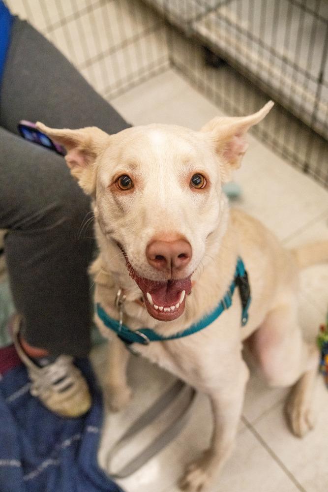 Nala, Adoptable, Adult Female Great Pyrenees & Australian Shepherd.