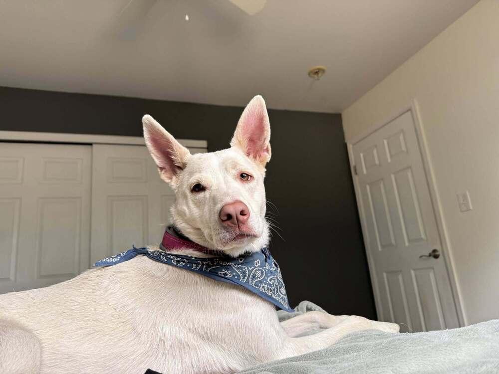 Nala, Adoptable, Adult Female Great Pyrenees & Australian Shepherd.