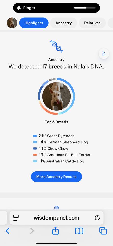 Enlarge Nala, a Adoptable mixed breed in Colorado Springs, CO image 3/5