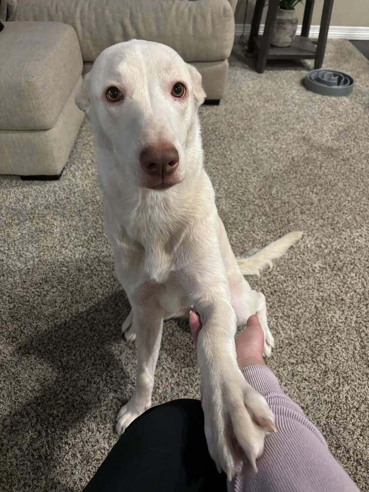 Enlarge Nala, a Adoptable mixed breed in Colorado Springs, CO image 4/5