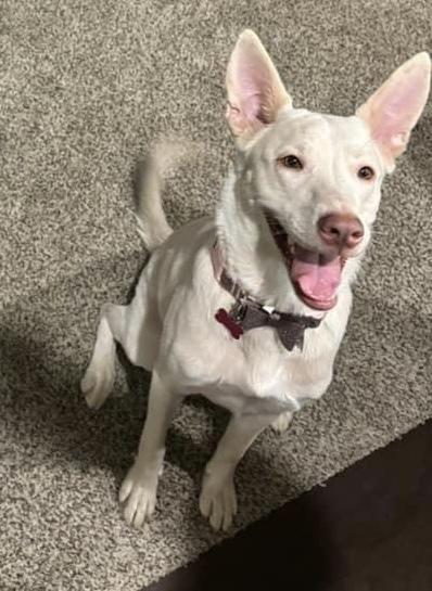 Enlarge Nala, a Adoptable mixed breed in Colorado Springs, CO image 5/5