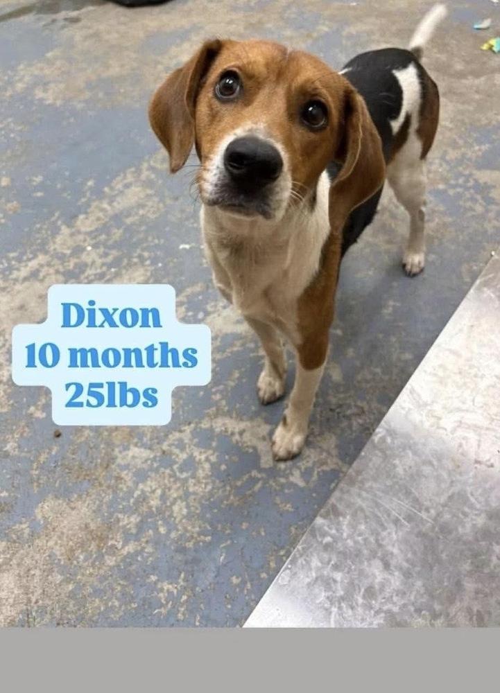 Dixon, Adoptable, Puppy Male Beagle.