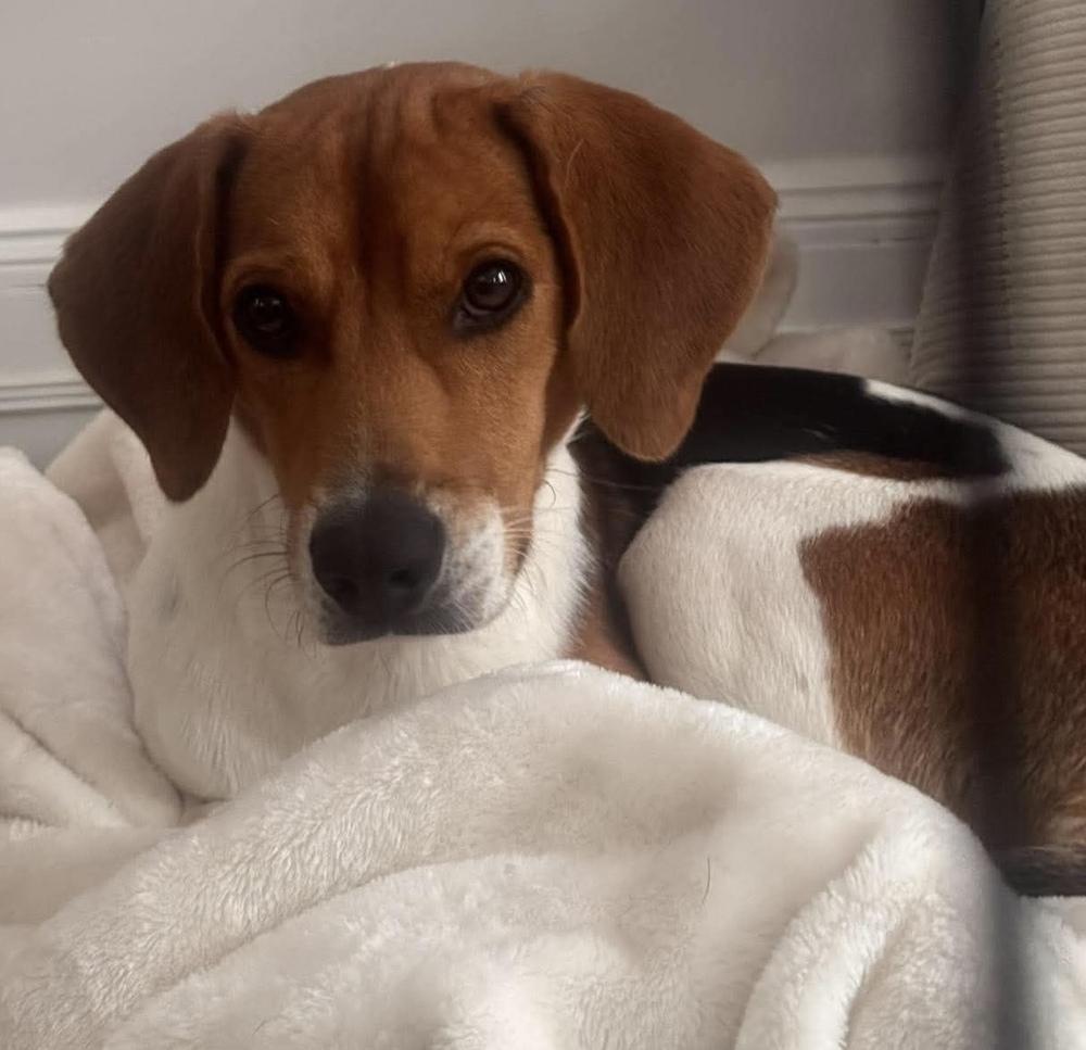 Enlarge Dixon, a Adoptable Beagle in Alden, NY image 2/5