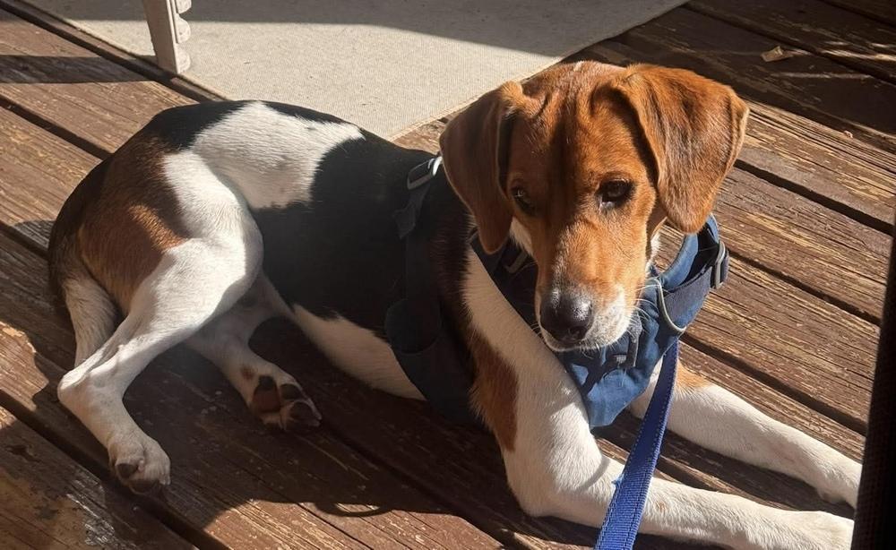 Enlarge Dixon, a Adoptable Beagle in Alden, NY image 3/5