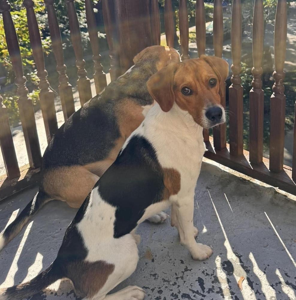 Enlarge Dixon, a Adoptable Beagle in Alden, NY image 4/5