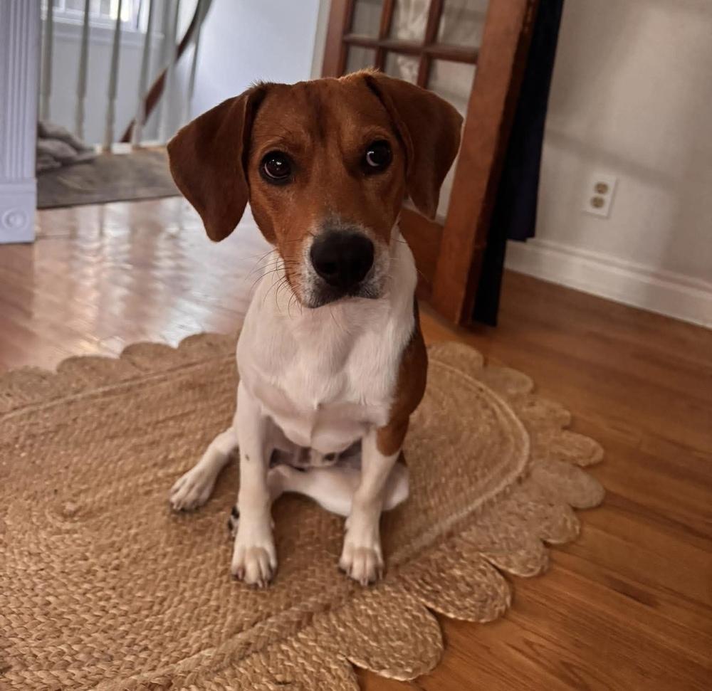 Enlarge Dixon, a Adoptable Beagle in Alden, NY image 5/5