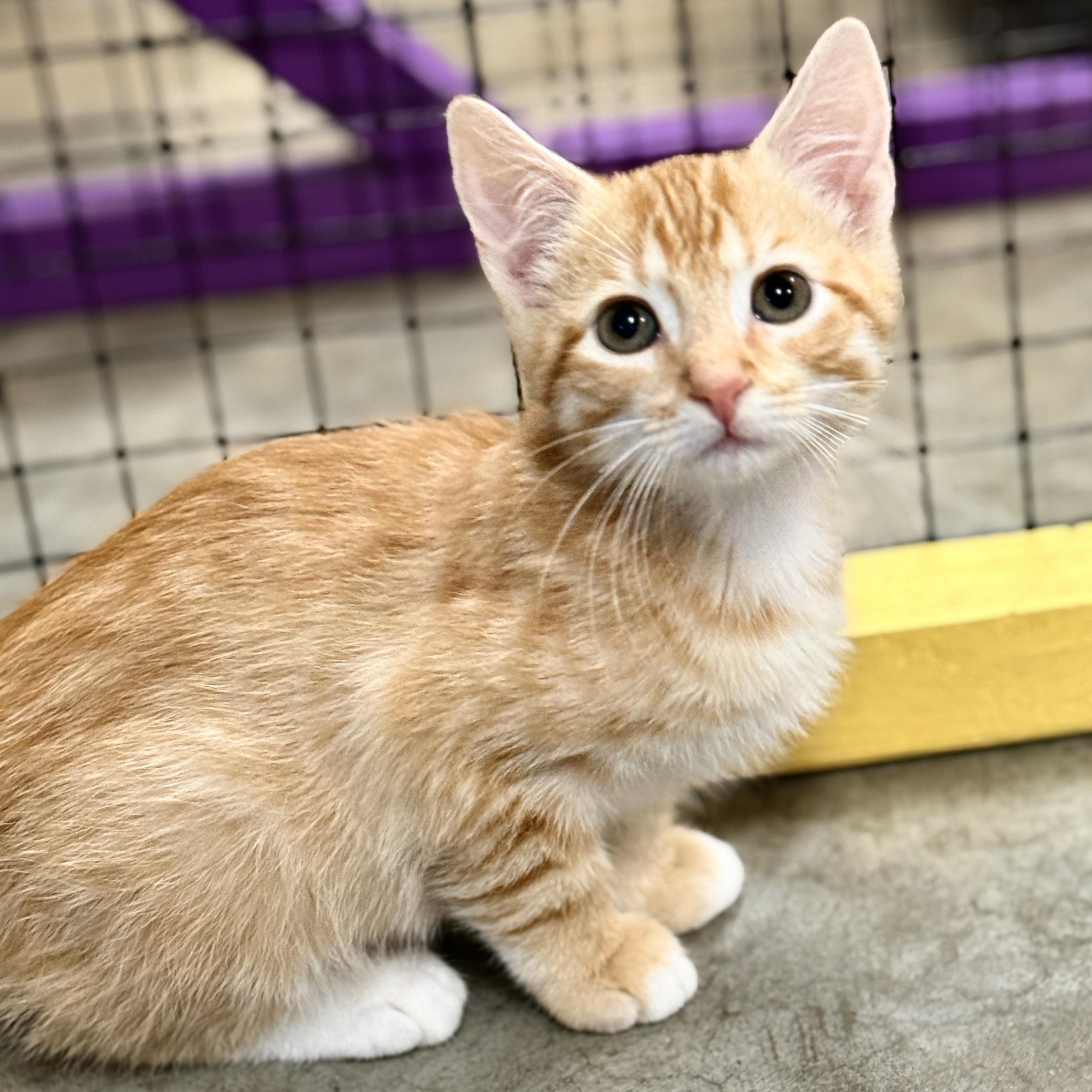 Objection, Adoptable, Kitten Male Domestic Short Hair.