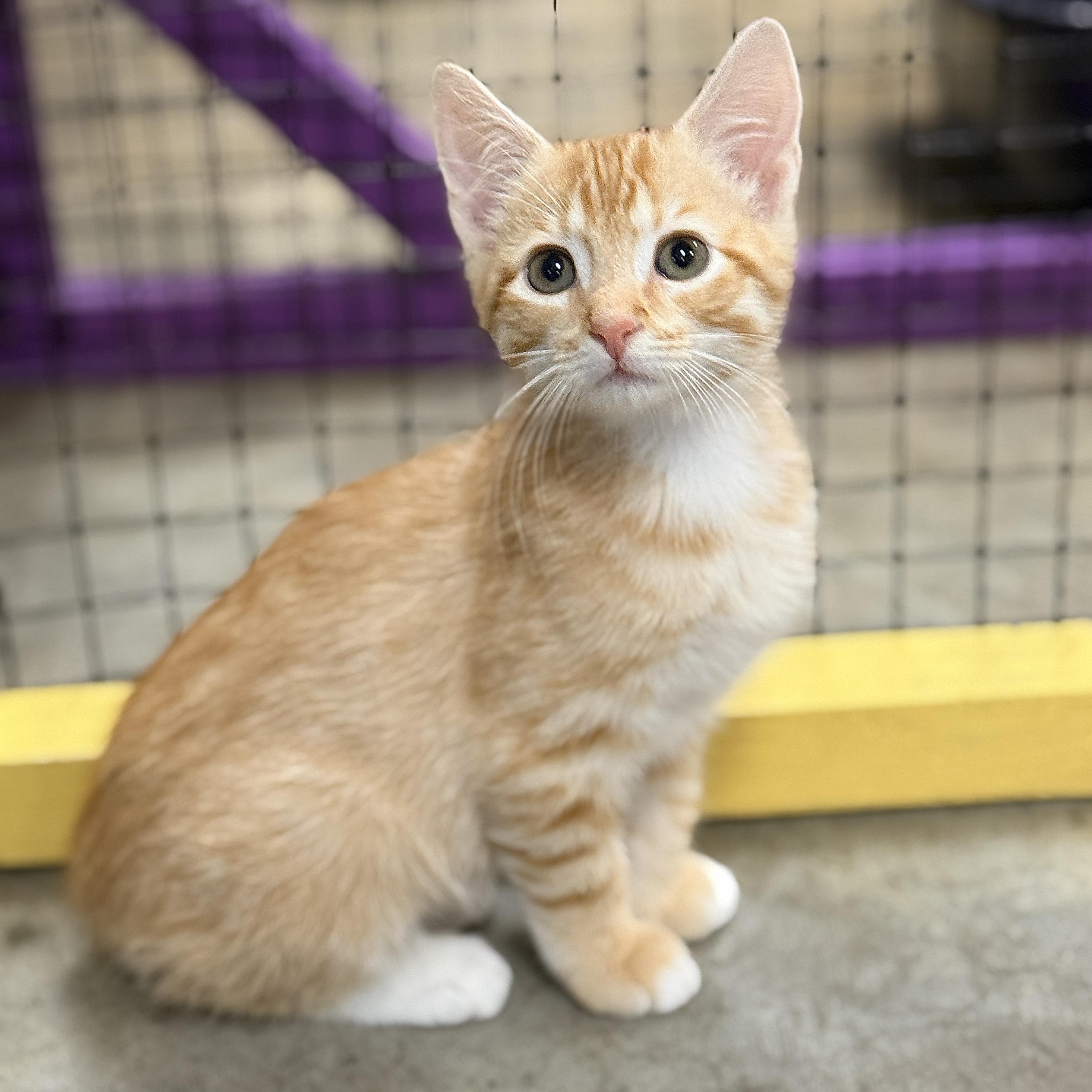 Enlarge Objection, a Adopted Domestic Short Hair in Collierville, TN image 3/5