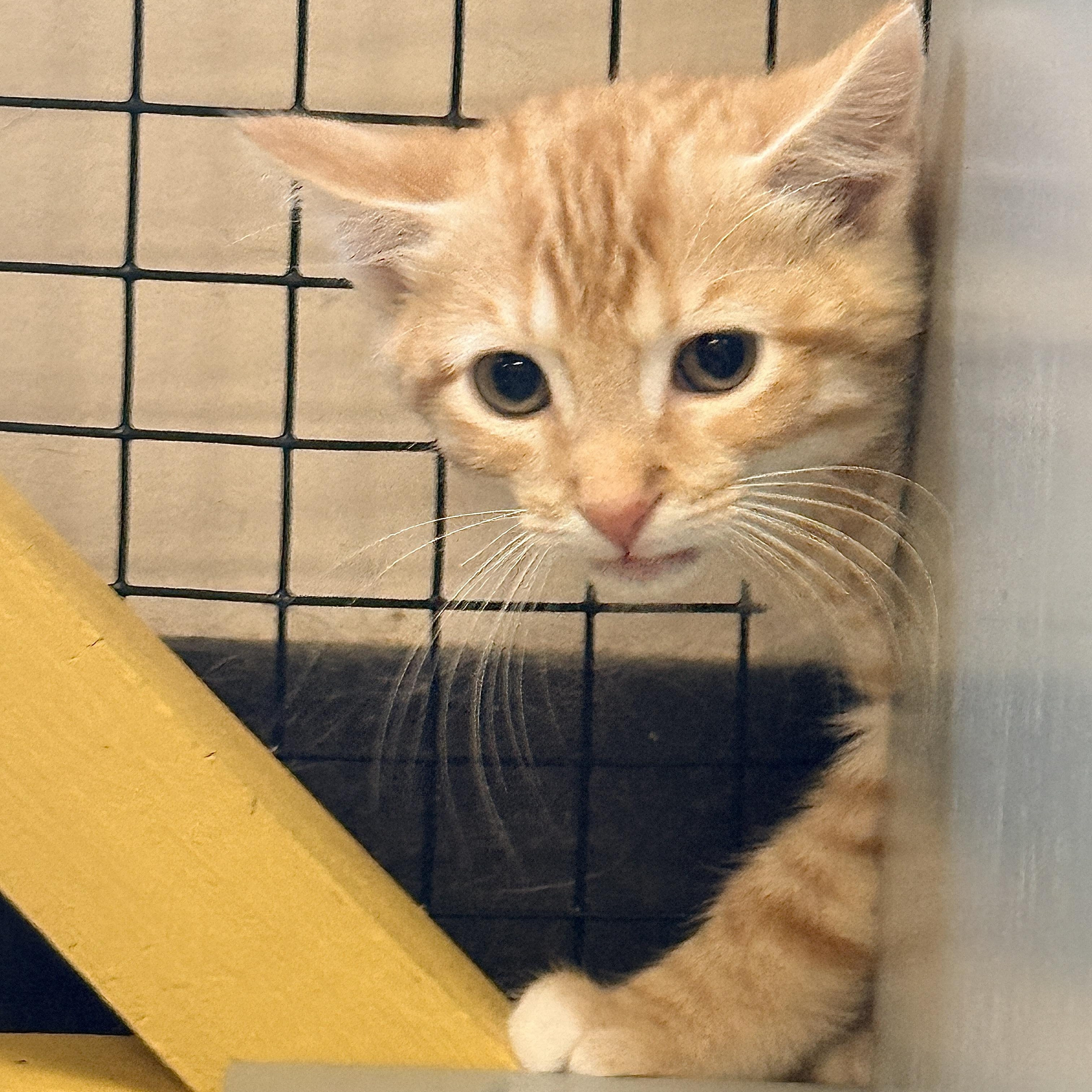 Enlarge Objection, a Adopted Domestic Short Hair in Collierville, TN image 4/5