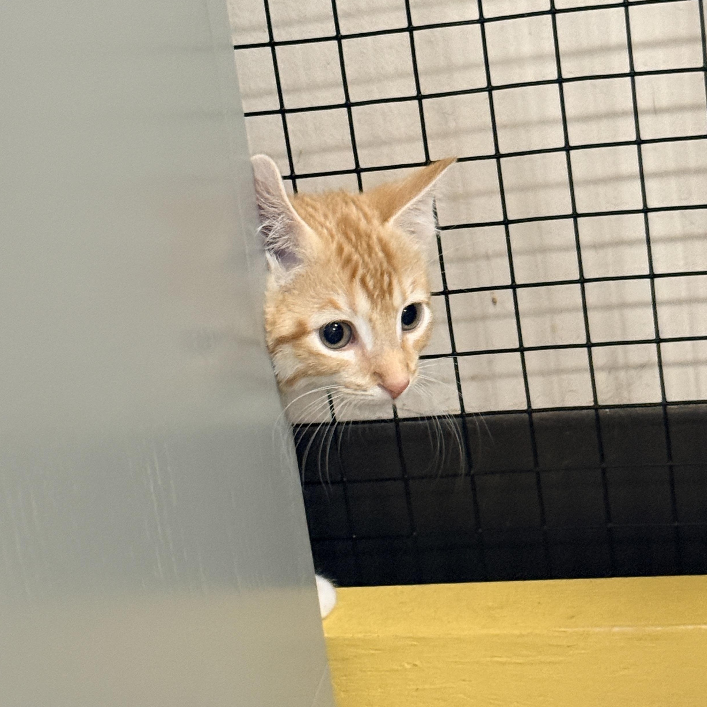 Enlarge Objection, a Adopted Domestic Short Hair in Collierville, TN image 5/5
