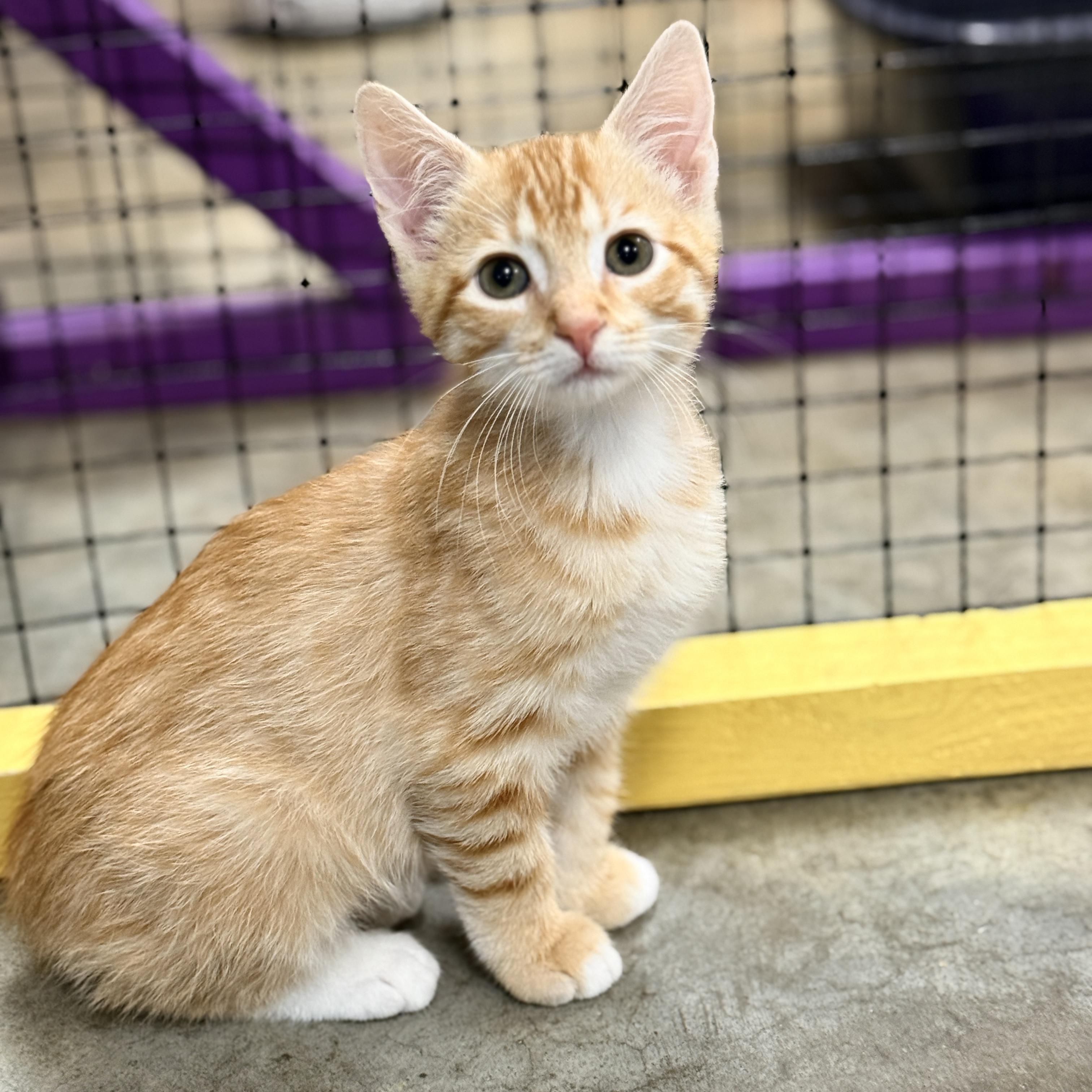 Enlarge Objection, a Adopted Domestic Short Hair in Collierville, TN image 2/5