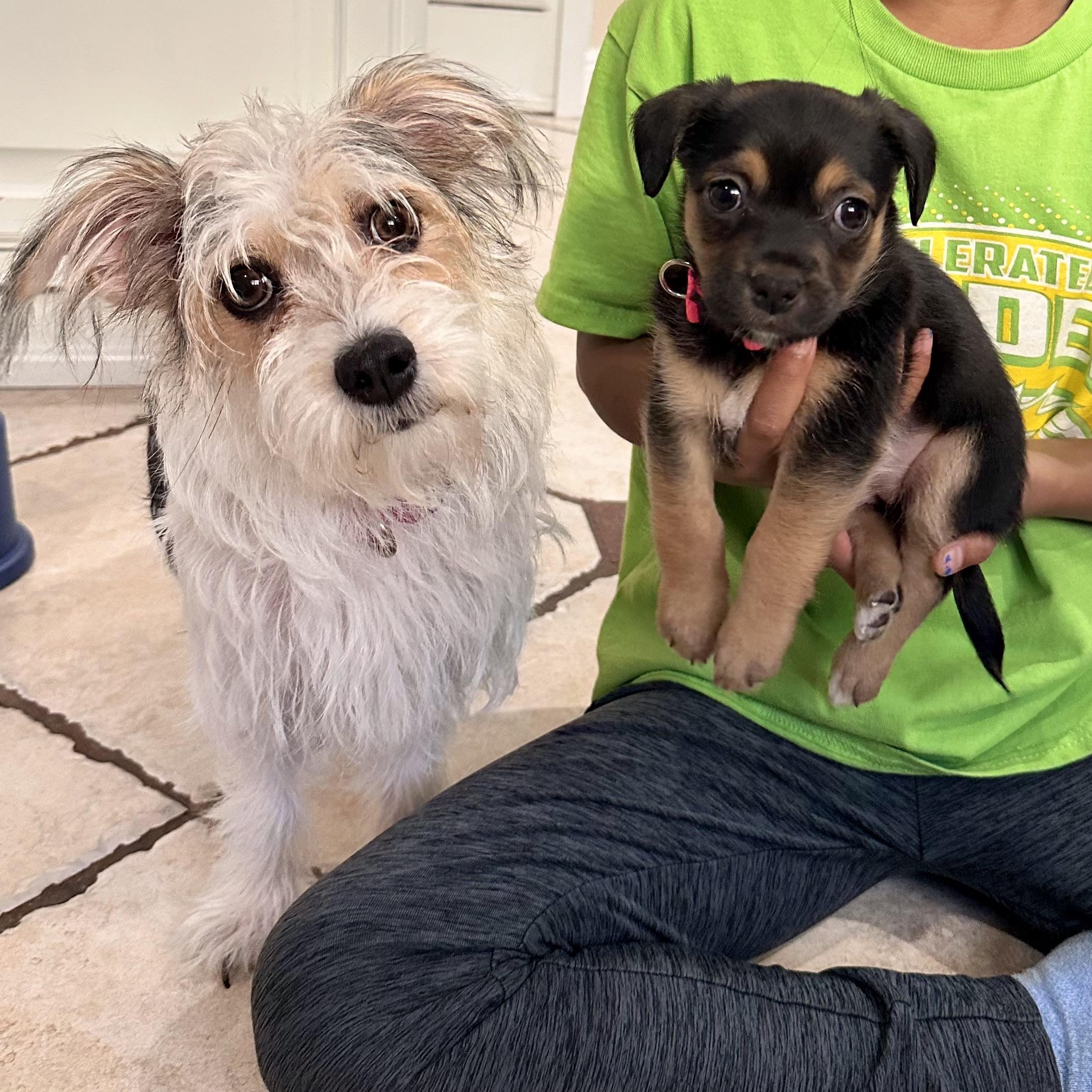 Enlarge Bean, a ADOPTABLE mixed breed in Diamond Bar, CA image 4/6