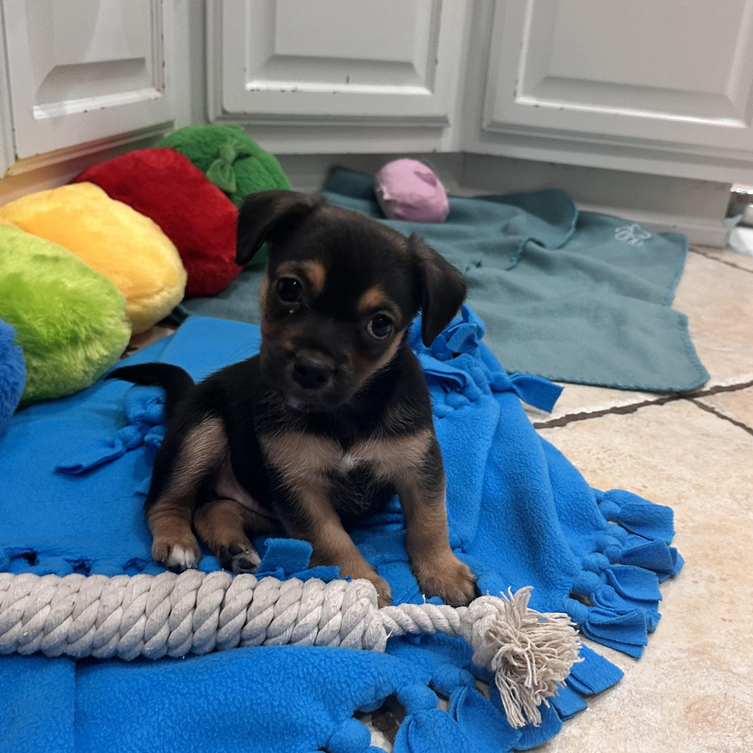 Enlarge Bean, a ADOPTABLE mixed breed in Diamond Bar, CA image 2/6