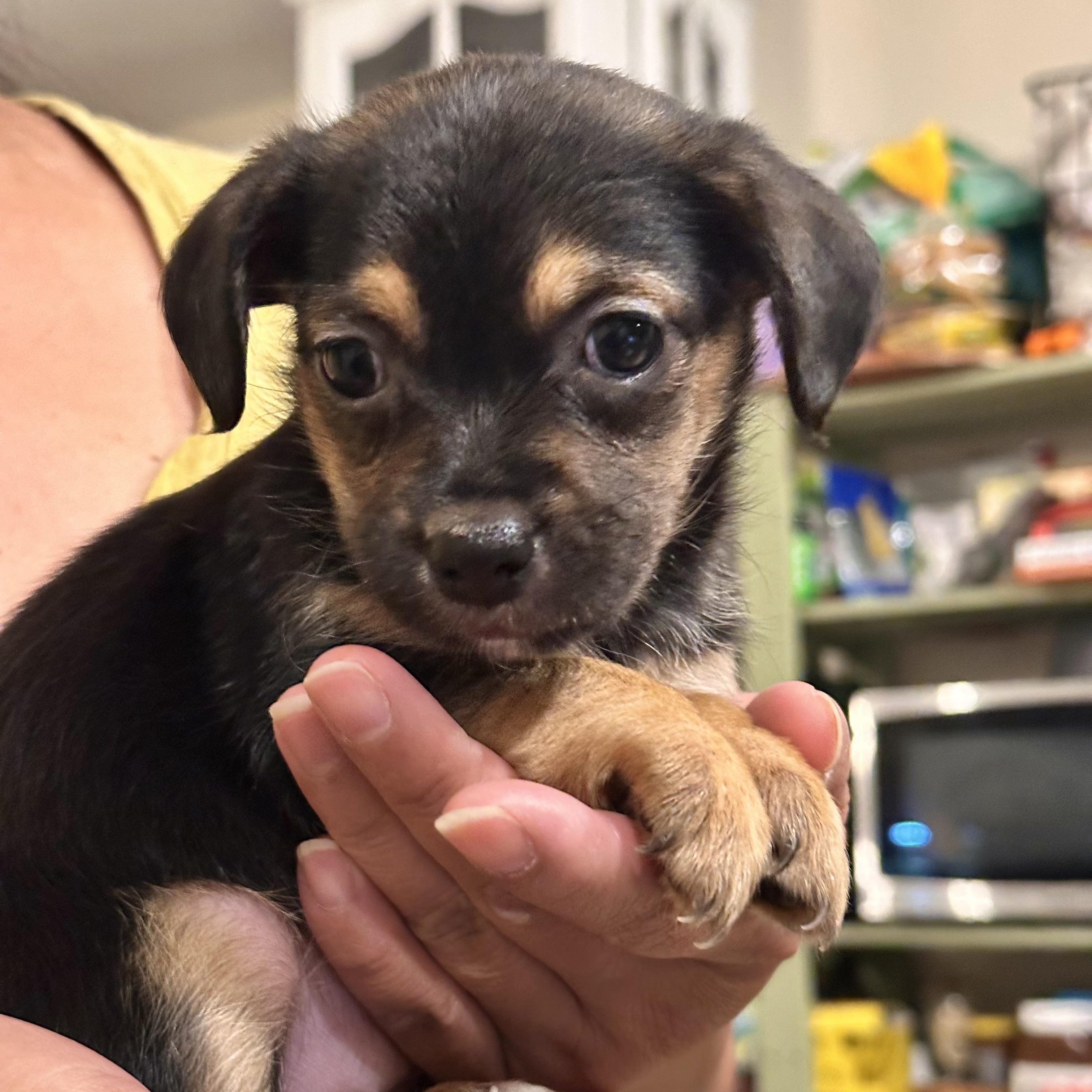 Enlarge Bean, a ADOPTABLE mixed breed in Diamond Bar, CA image 1/6