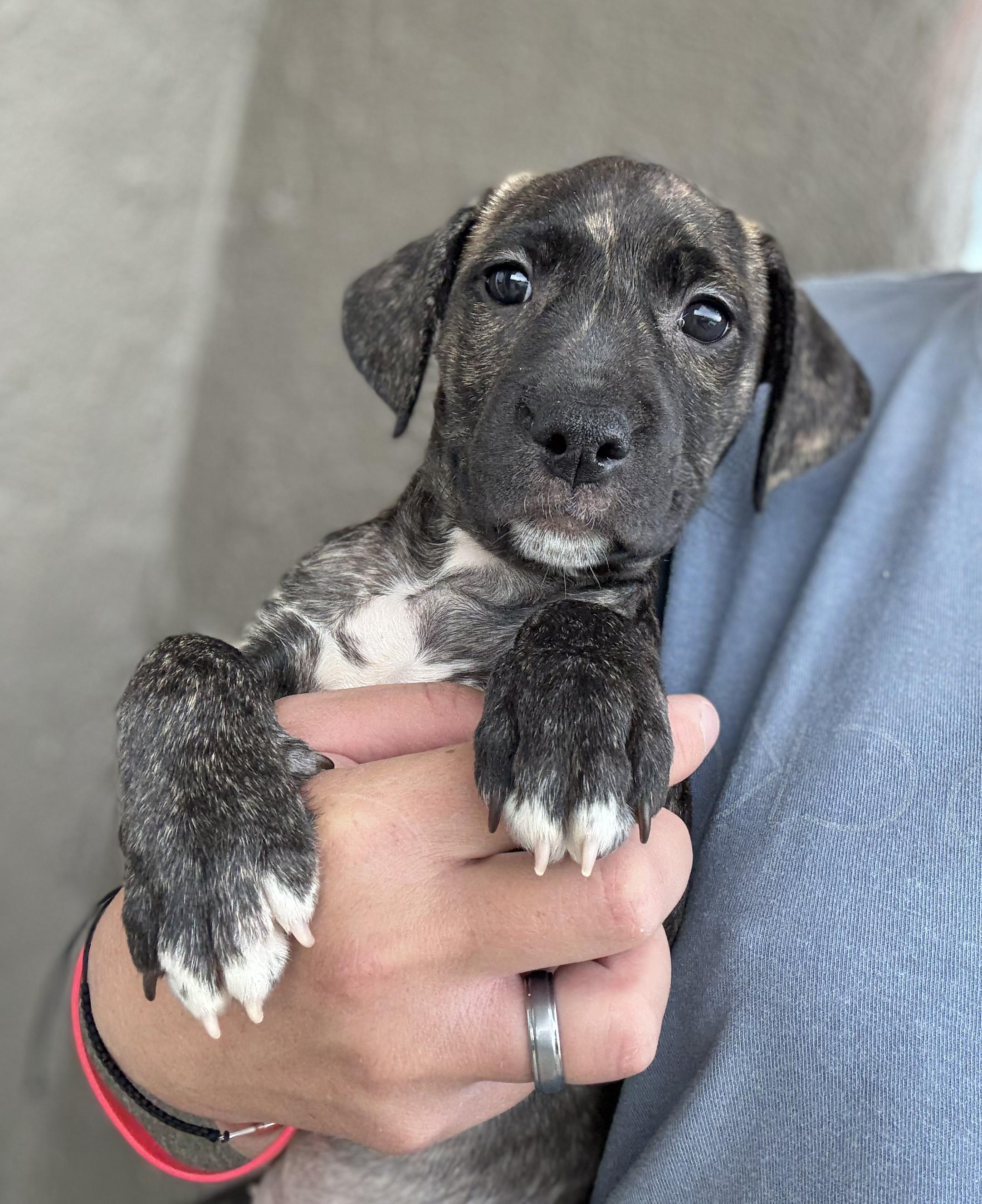 Falcon pups, Baby Male Black Labrador Retriever