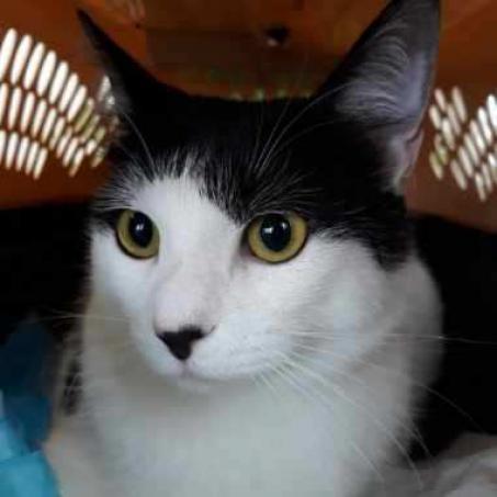 Medusa, Adoptable, Adult Female American Shorthair.