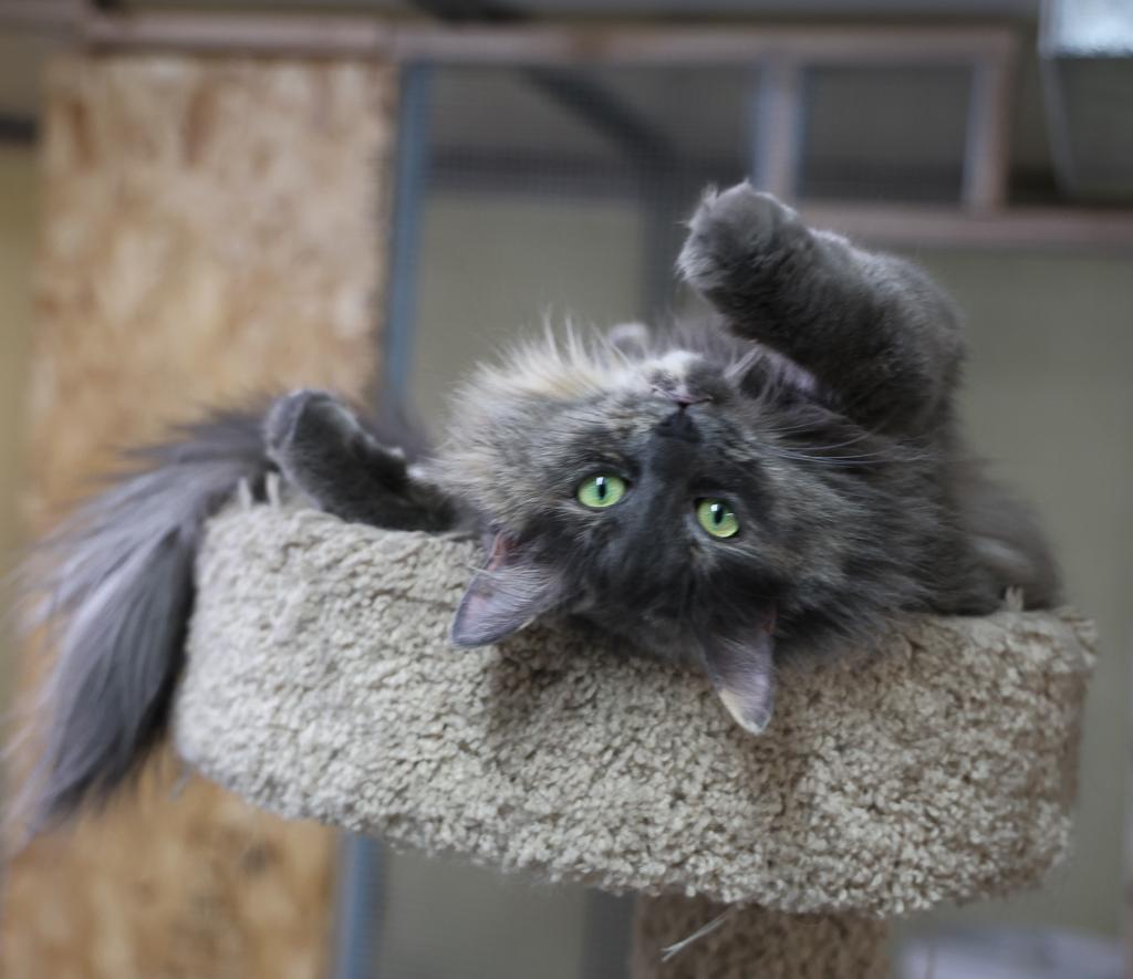 Patches, a Adoptable mixed breed image 6/6