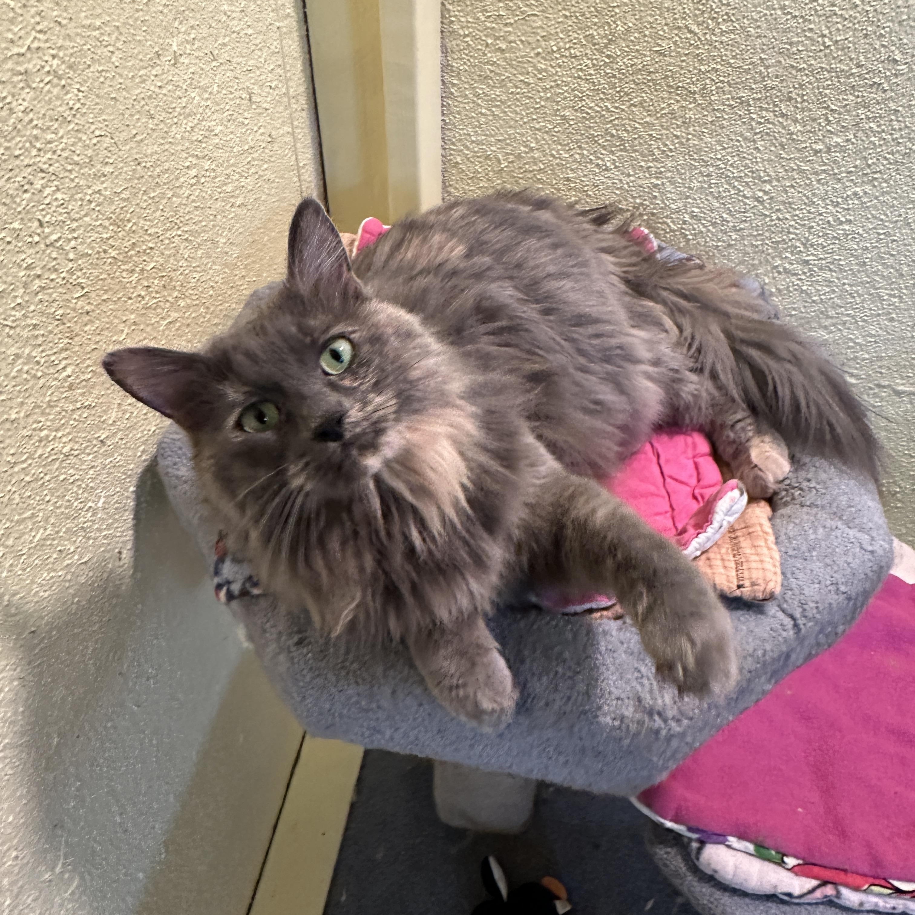 Patches, a Adoptable mixed breed image 1/6