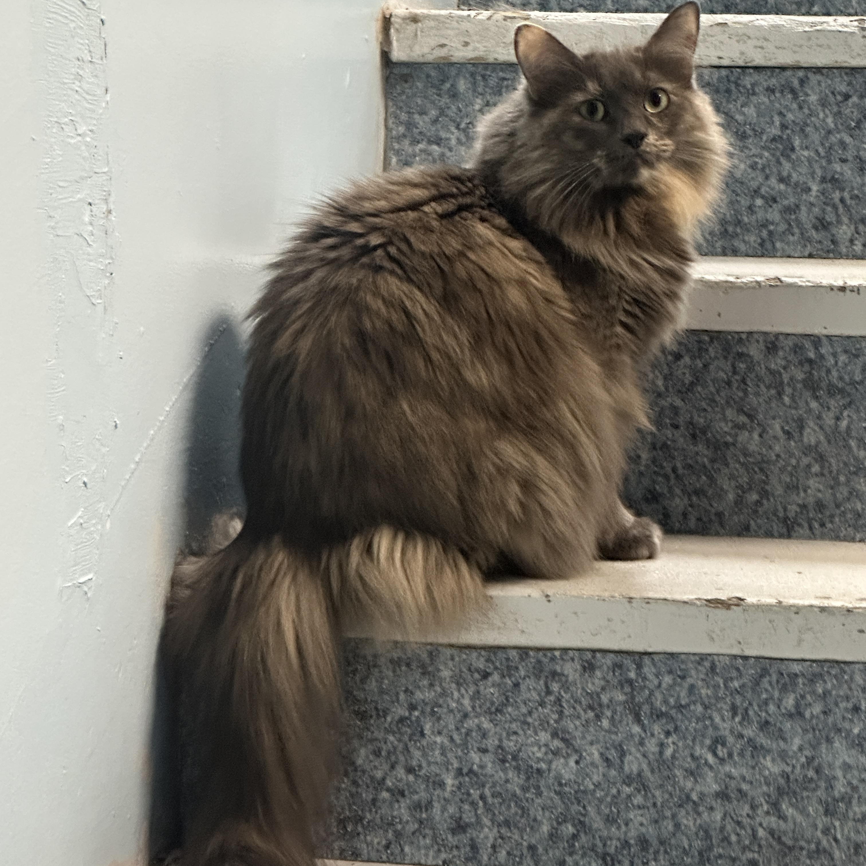 Patches, Adoptable, Adult Female Domestic Medium Hair.