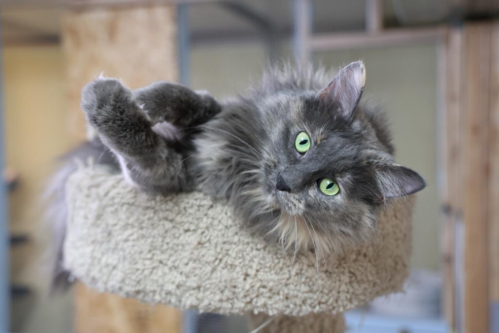 Patches, a Adoptable mixed breed image 3/6