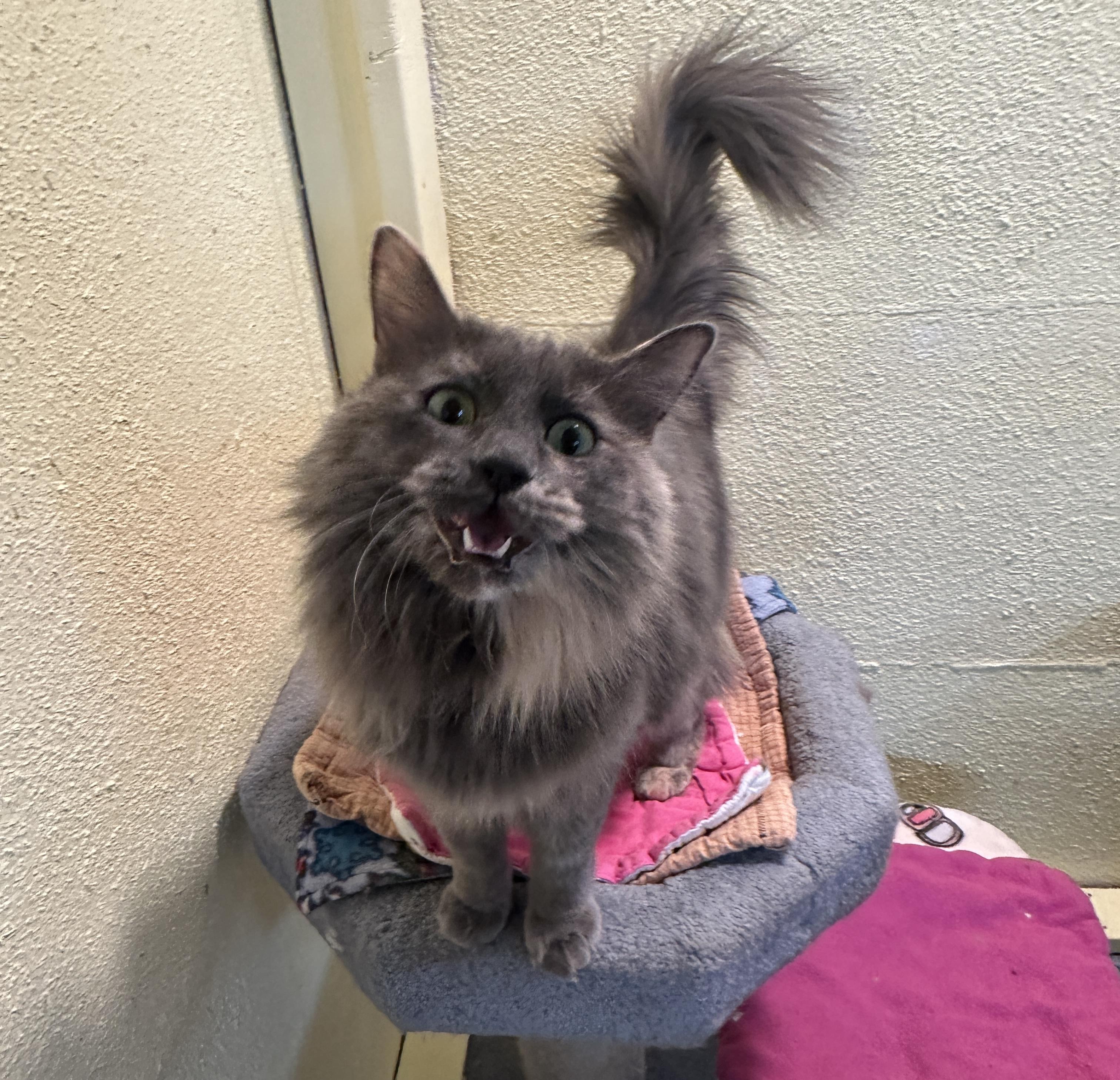 Patches, a Adoptable mixed breed image 2/6