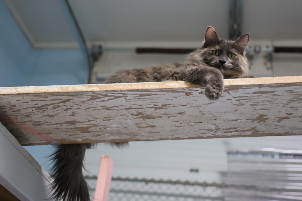 Patches, a Adoptable mixed breed image 4/6