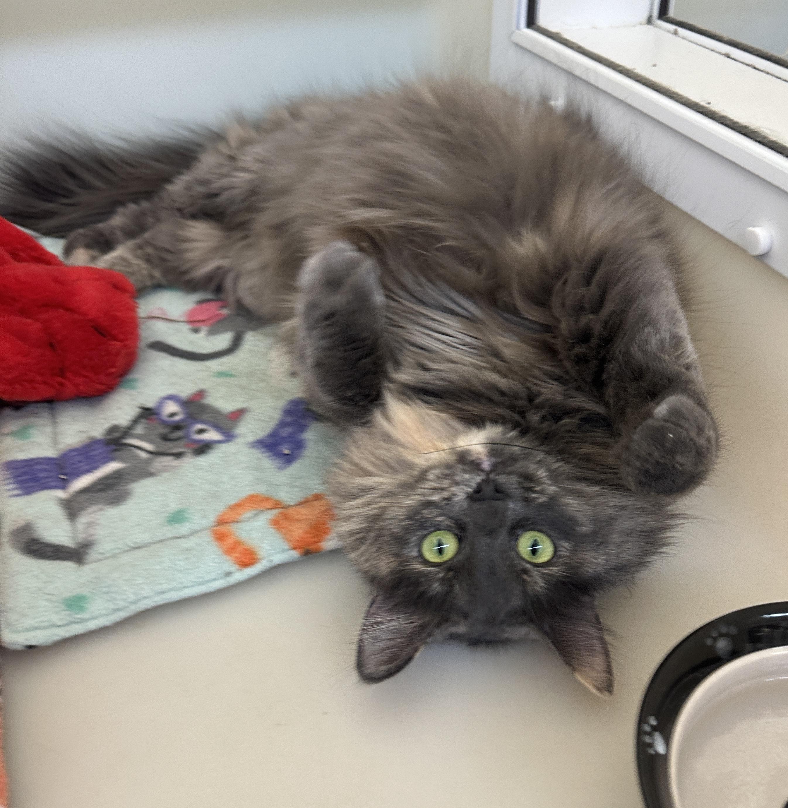 Patches, a Adoptable mixed breed image 5/6