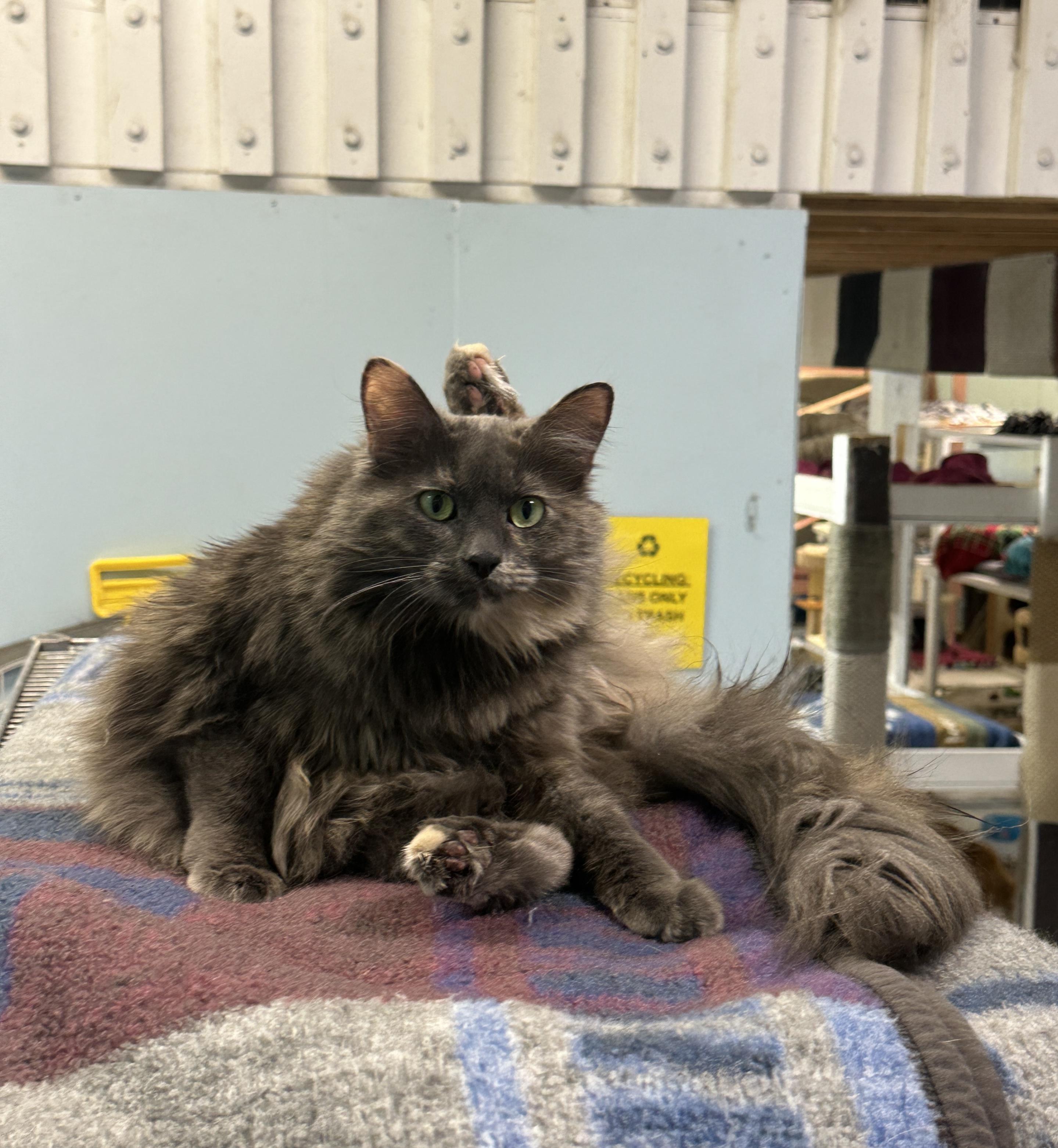 Enlarge Patches, a Adoptable mixed breed in Anchorage, AK image 6/6