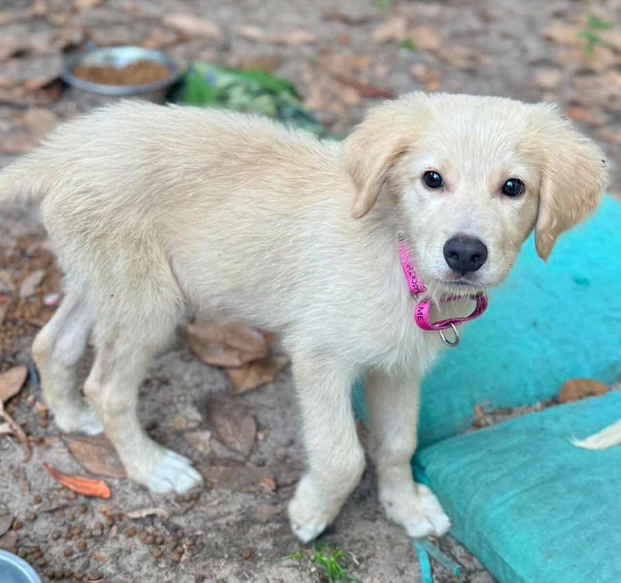 Missy, Adopted, Puppy Female Golden Retriever & Standard Poodle.