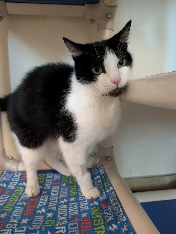 Music Box, Adoptable, Senior Female Domestic Short Hair.