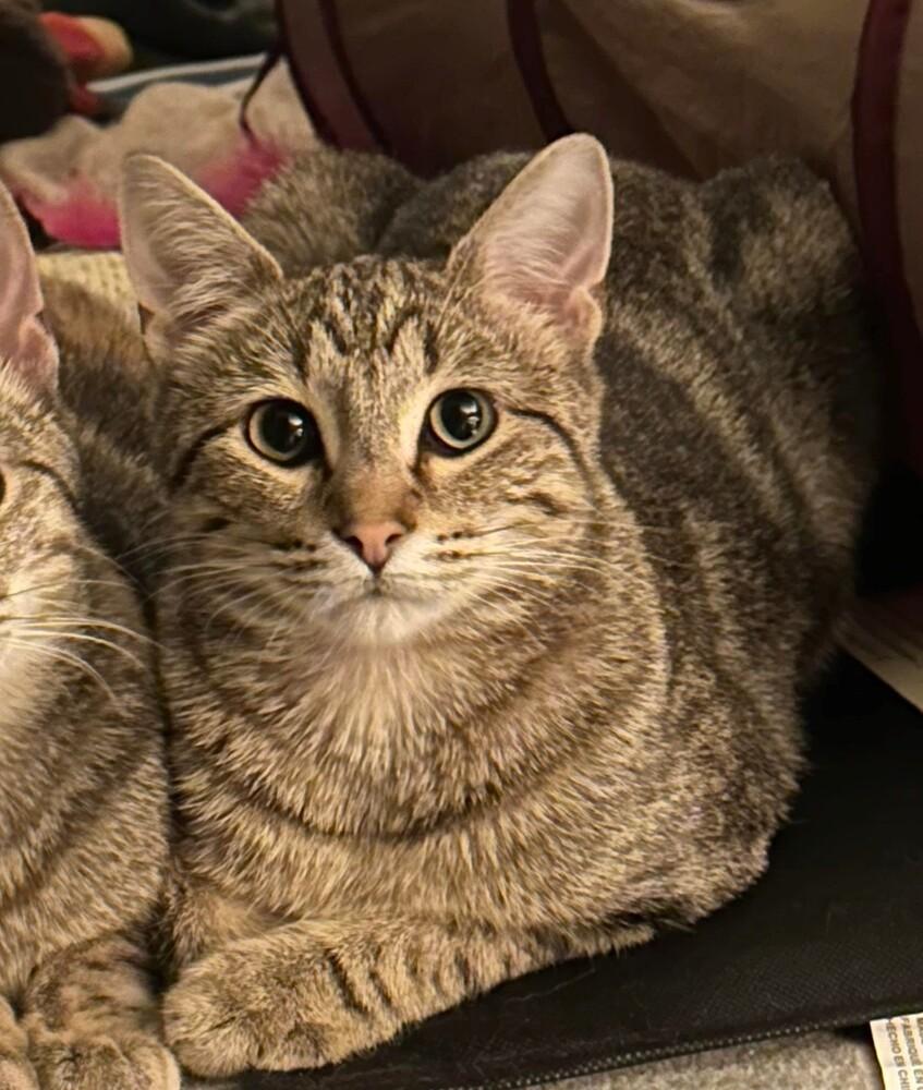 Erend, Adopted, Kitten Male Domestic Short Hair.