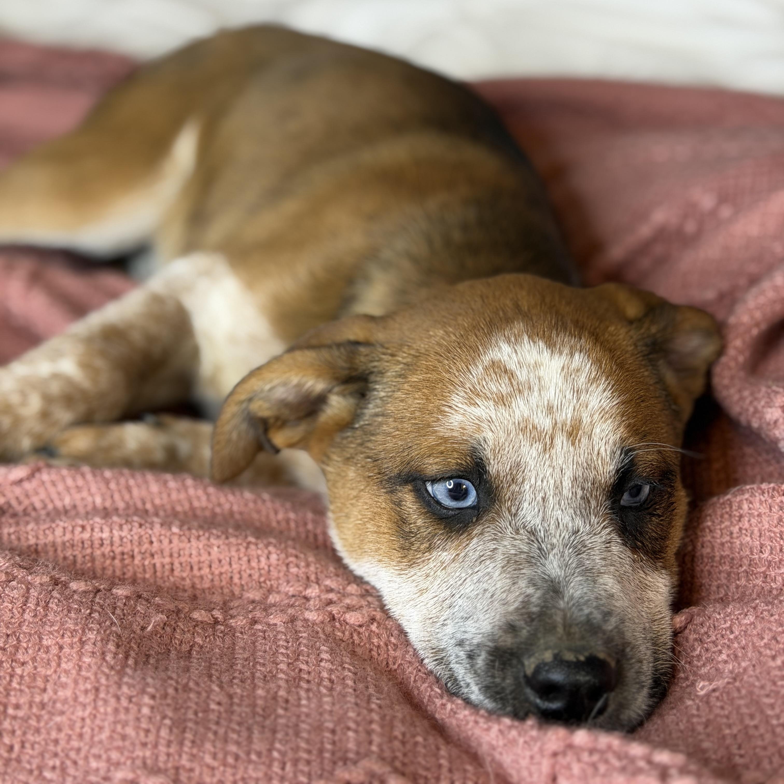 Enlarge Paris, an adoptable mixed breed in Springfield, IL image 4/5